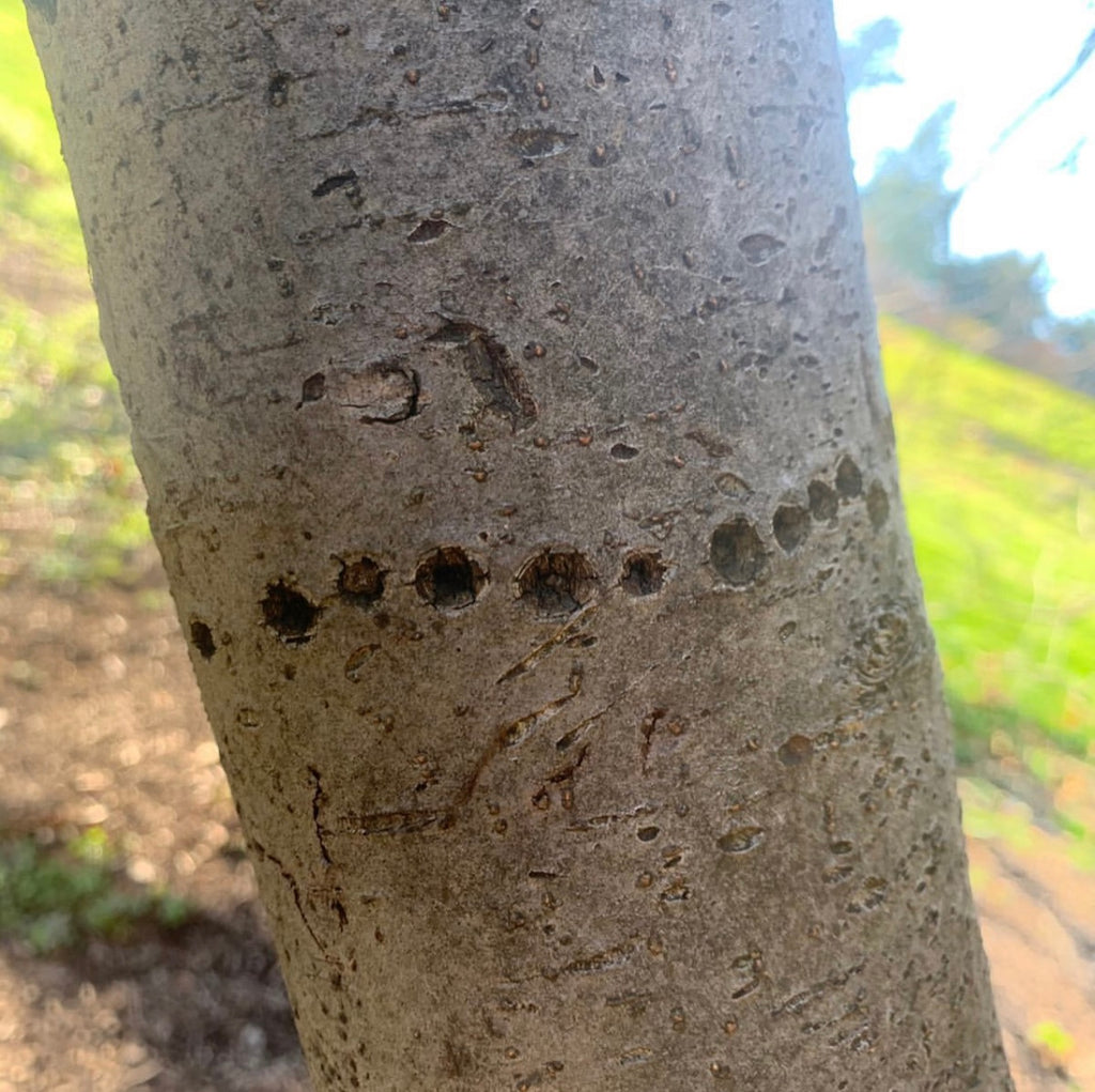 Tree Damage Series: Why Does This Tree Look Like A Colander?