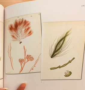 Women of Science Series: Celebrating the Seaweeds of Ellen Hutchins