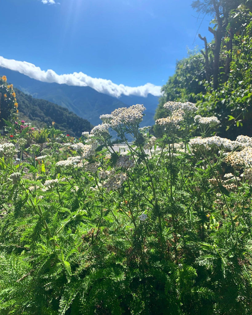 My Mother’s Roots: The Tale of an Immigrant’s Herbal Journey by Jocelyn Perez-Blanco