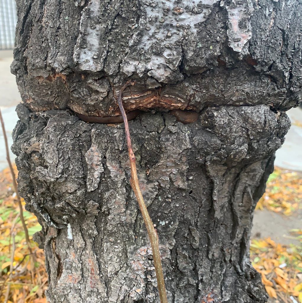 Tree Damage Series: Engulfing Forgotten Chains and Inconvenient Barriers 